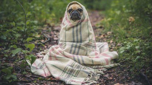 Traveling with pets?