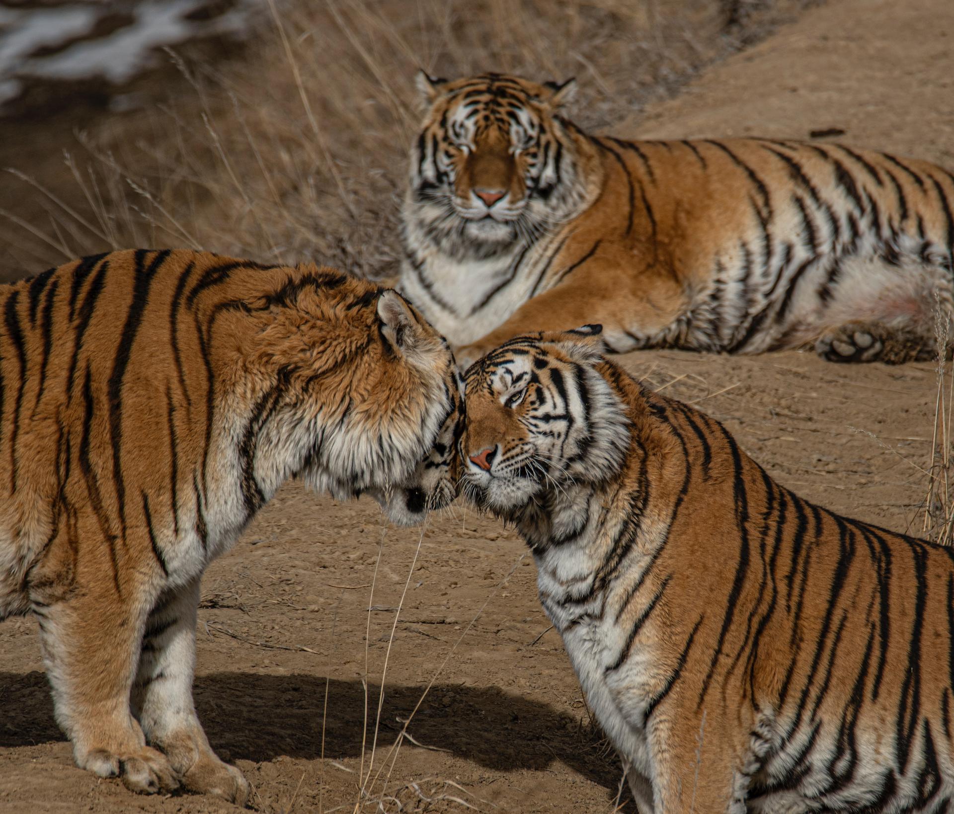 The Tadoba Guide