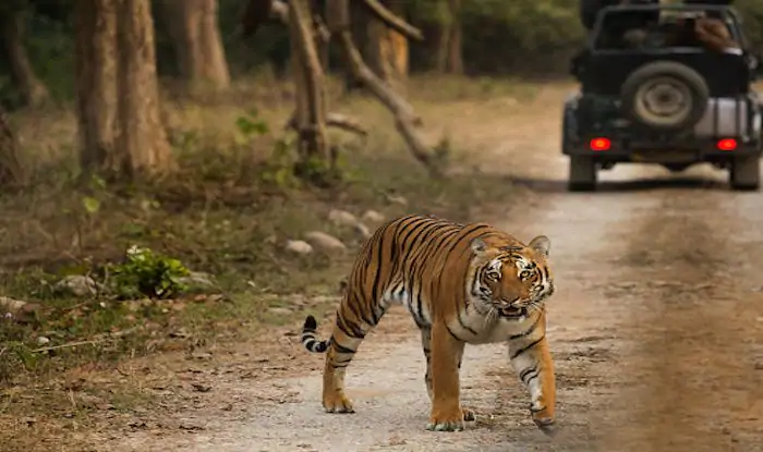 Do’s and Don’t of a Jungle Safari.