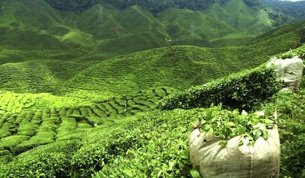7 tea plantations in India, you must visit at least once.