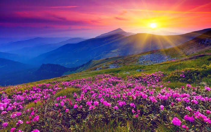 Scenic flower valleys in India.