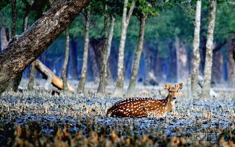 Sundarban Tales.