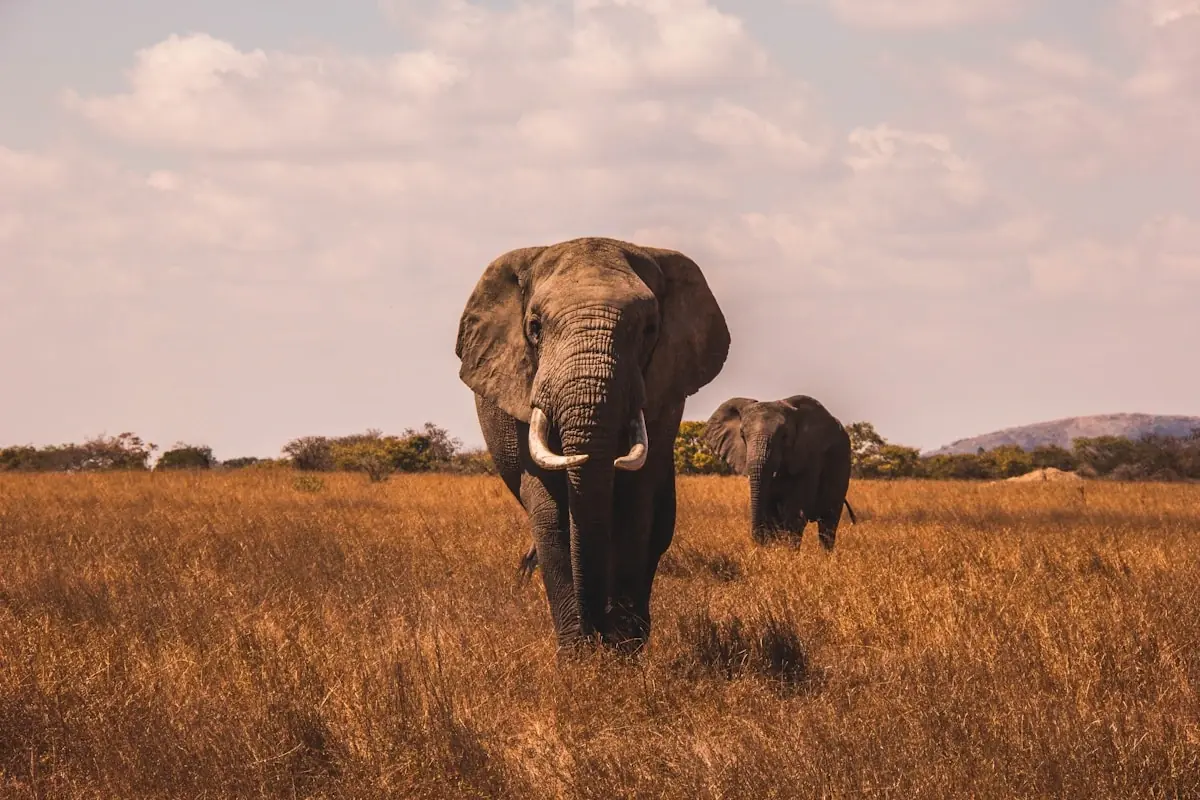 Forest Elephant